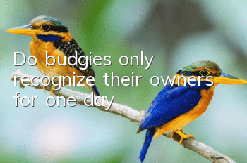 Do budgies only recognize their owners for one day?