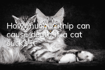 How much catnip can cause death if a cat sucks it?