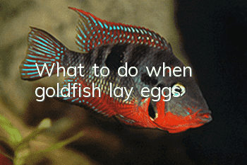 What to do when goldfish lay eggs