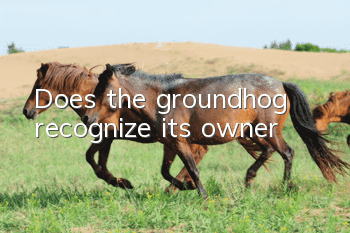 Does the groundhog recognize its owner?