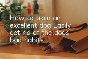 How to train an excellent dog? Easily get rid of the dog’s bad habits!