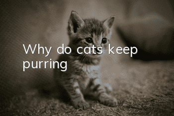 Why do cats keep purring?