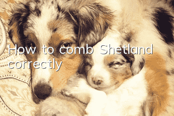 How to comb Shetland correctly