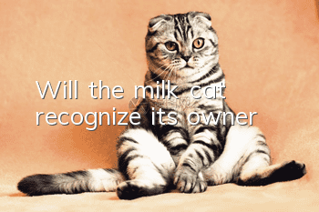 Will the milk cat recognize its owner?