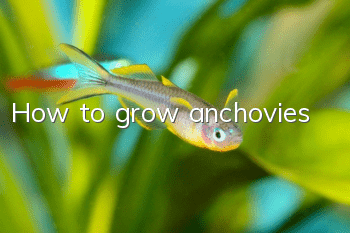 How to grow anchovies