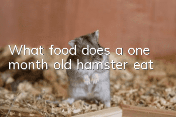 What food does a one month old hamster eat?