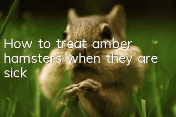 How to treat amber hamsters when they are sick