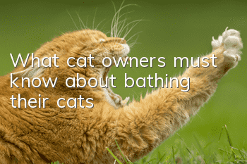 What cat owners must know about bathing their cats