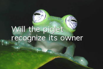 Will the piglet recognize its owner?