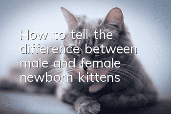 How to tell the difference between male and female newborn kittens