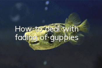 How to deal with fading of guppies