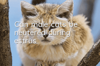 Can male cats be neutered during estrus?