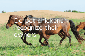 Do pet chickens recognize their owners?