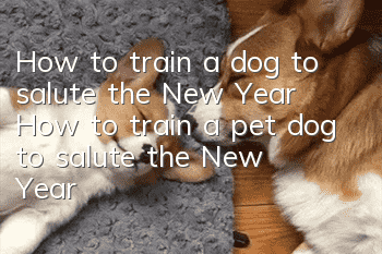 How to train a dog to salute the New Year? How to train a pet dog to salute the New Year!