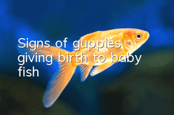 Signs of guppies giving birth to baby fish