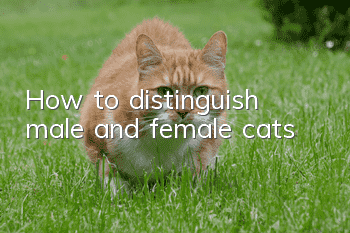 How to distinguish male and female cats