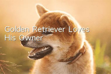 Golden Retriever Loves His Owner