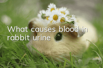 What causes blood in rabbit urine?