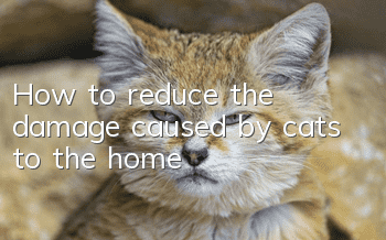 How to reduce the damage caused by cats to the home?