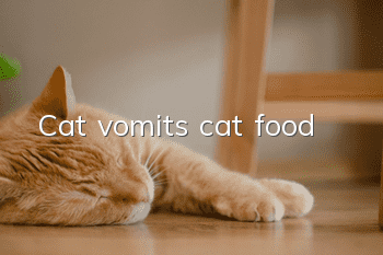 Cat vomits cat food