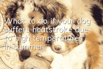 What to do if your dog suffers heatstroke due to high temperatures in summer