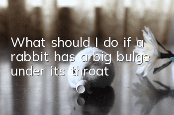 What should I do if a rabbit has a big bulge under its throat?