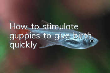 How to stimulate guppies to give birth quickly