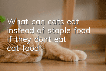 What can cats eat instead of staple food if they don’t eat cat food?