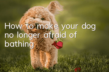 How to make your dog no longer afraid of bathing