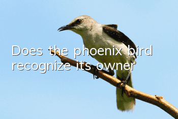 Does the phoenix bird recognize its owner?