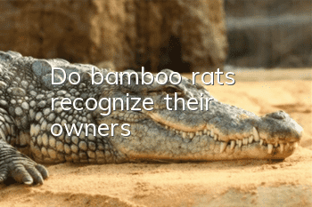 Do bamboo rats recognize their owners?