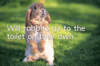 Will rabbits go to the toilet on their own?