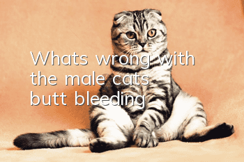 What's wrong with the male cat's butt bleeding?