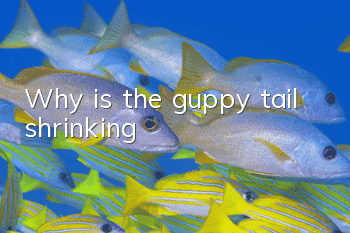 Why is the guppy tail shrinking?