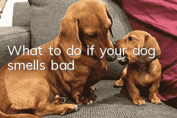 What to do if your dog smells bad