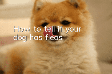 How to tell if your dog has fleas