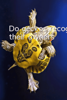 Do geckos recognize their owners?