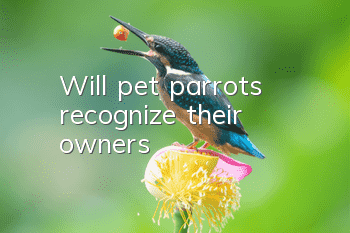 Will pet parrots recognize their owners?