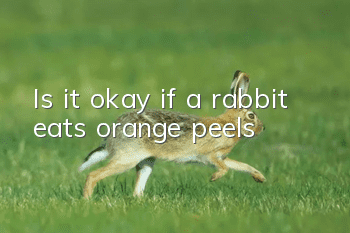 Is it okay if a rabbit eats orange peels?