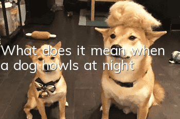 What does it mean when a dog howls at night?