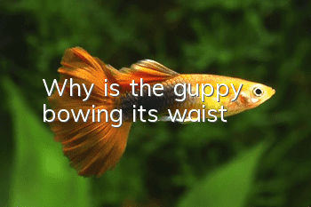 Why is the guppy bowing its waist?