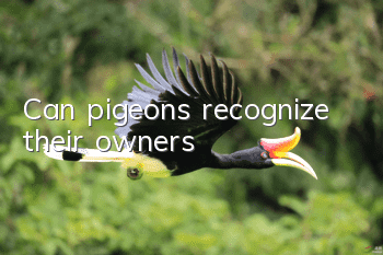 Can pigeons recognize their owners?