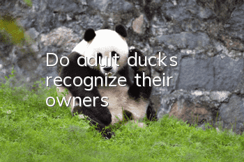 Do adult ducks recognize their owners?