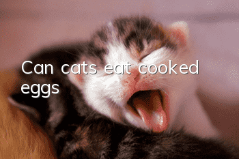 Can cats eat cooked eggs?