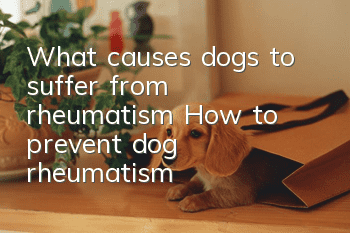 What causes dogs to suffer from rheumatism? How to prevent dog rheumatism?