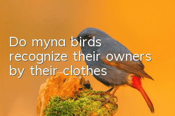 Do myna birds recognize their owners by their clothes?