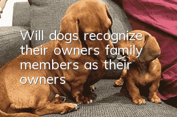 Will dogs recognize their owners’ family members as their owners?