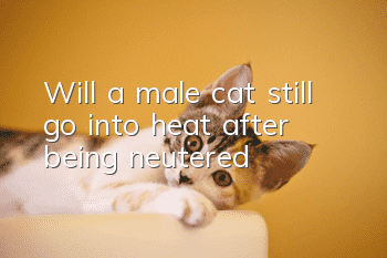 Will a male cat still go into heat after being neutered?