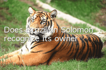 Does Brazilian Solomon recognize its owner?