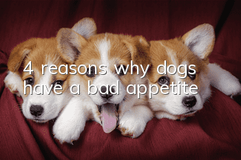 4 reasons why dogs have a bad appetite